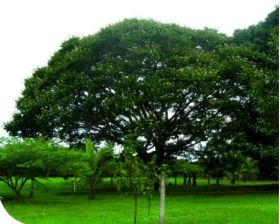 Algarrobo Semillas en  Agrofertas®