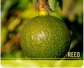 Aguacate Reed -  Productos agrícolas