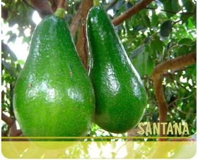 Aguacate Santana -  Productos agrícolas