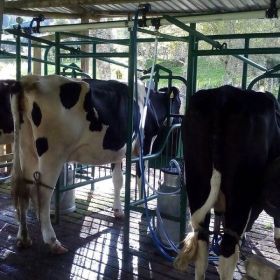 Equipo de Ordeño Fijo Descarga a Cantina de 3 Puestos en Adelante -  Maquinas de Ordeño