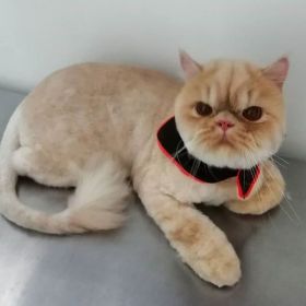 Servicio de Peluquería Canina y Felina -  Peluquería canina