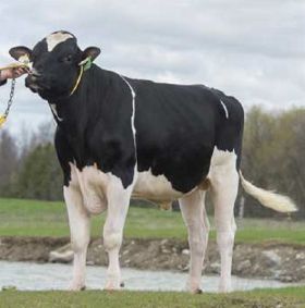 Semen Toros Holstein Suizos Fortune en  Agrofertas®