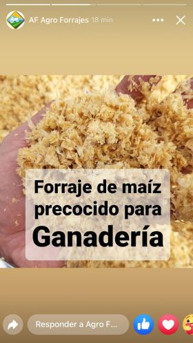 FORRAJE DE MAÍZ PRECOCIDO PARA GANADERÍA -  Alimento para ganado