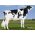 Holstein Classic -  Genética Bovina Línea Leche