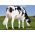 Holstein Classic -  Genética Bovina Línea Leche