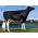 Semen Toros Holstein Suizos Fortune en  Agrofertas®