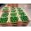 Aguacate Hass -  Productos agrícolas