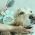 Servicio de Peluquería Canina y Felina -  Peluquería canina