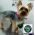Servicio de Peluquería Canina y Felina -  Peluquería canina