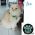 Servicio de Peluquería Canina y Felina -  Peluquería canina