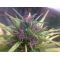 Plántula de Cannabis punto rojo -  Plántulas