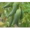 Plántulas de Pepino para rellenar- Pepino Caigua -  Plántulas