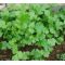 Plántulas de Cilantro -  Plántulas