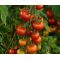 Plántulas de tomate chonto -  Plántulas