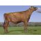 Ayrshire Bigstar -  Genética Bovina Línea Leche