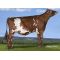 Semen Toro Holstein Suizo Bigtime en  Agrofertas®