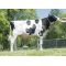 Holstein Crushabull -  Genética Bovina Línea Leche