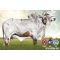 Leche GYR Harim en  Agrofertas®