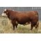 Hereford Bolt -  Genética Bovina Línea Carne