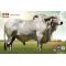 GYR Otton -  Genética Bovina Línea Leche