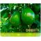 Aguacate Choquette -  Productos agrícolas