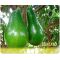 Aguacate Santana -  Productos agrícolas