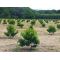 SISTEMAS DE RIEGO en  Agrofertas®