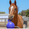 JOLLY BALL 10" JUGUETE PARA CABALLOS -  Accesorios para caballistas